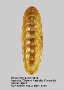 Stenochiton pilsbryanus